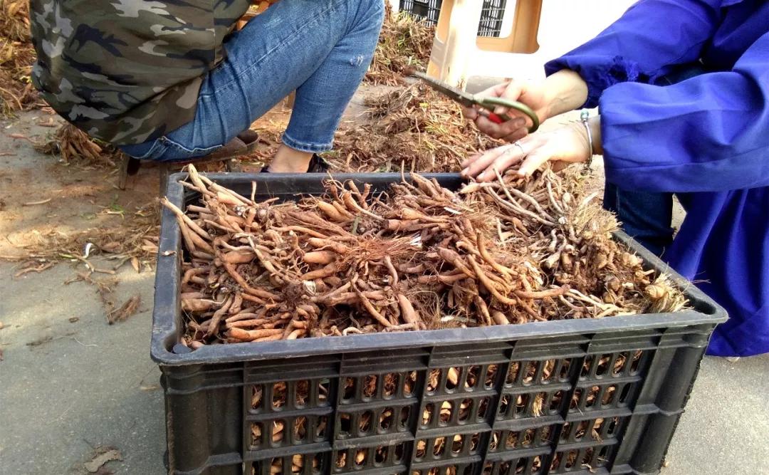 一斤接近20塊，原來它才是最火的國民蔬菜！全國都適種