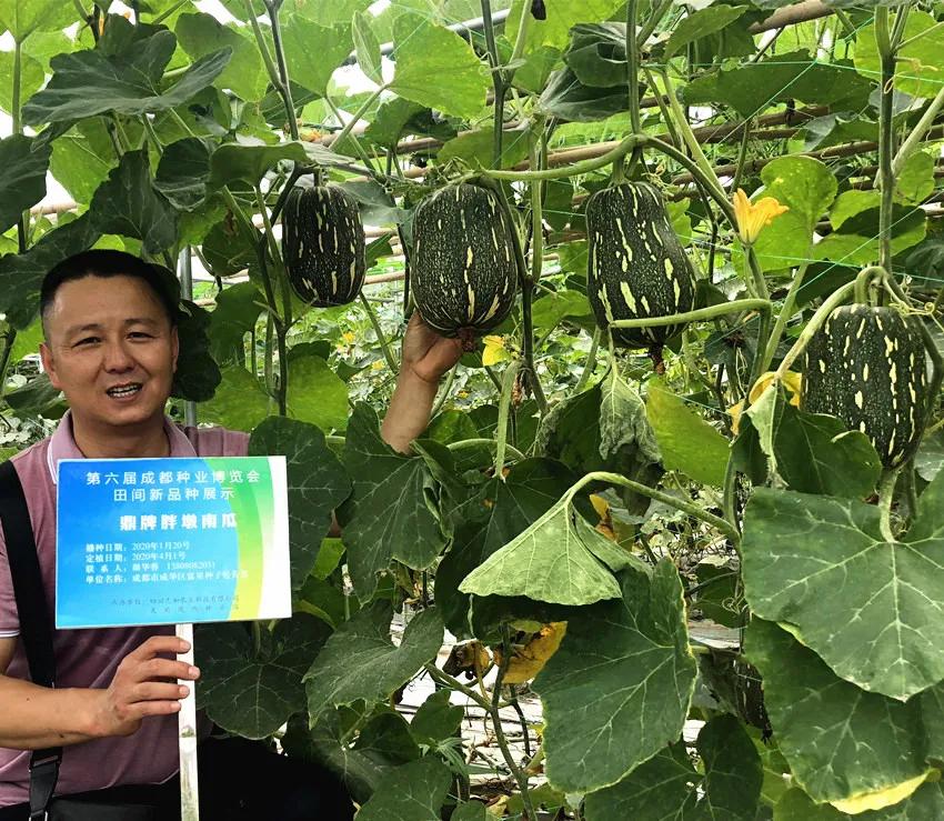 畝產(chǎn)6000公斤的南瓜上市，20年科研他就為打造1個爆款品種