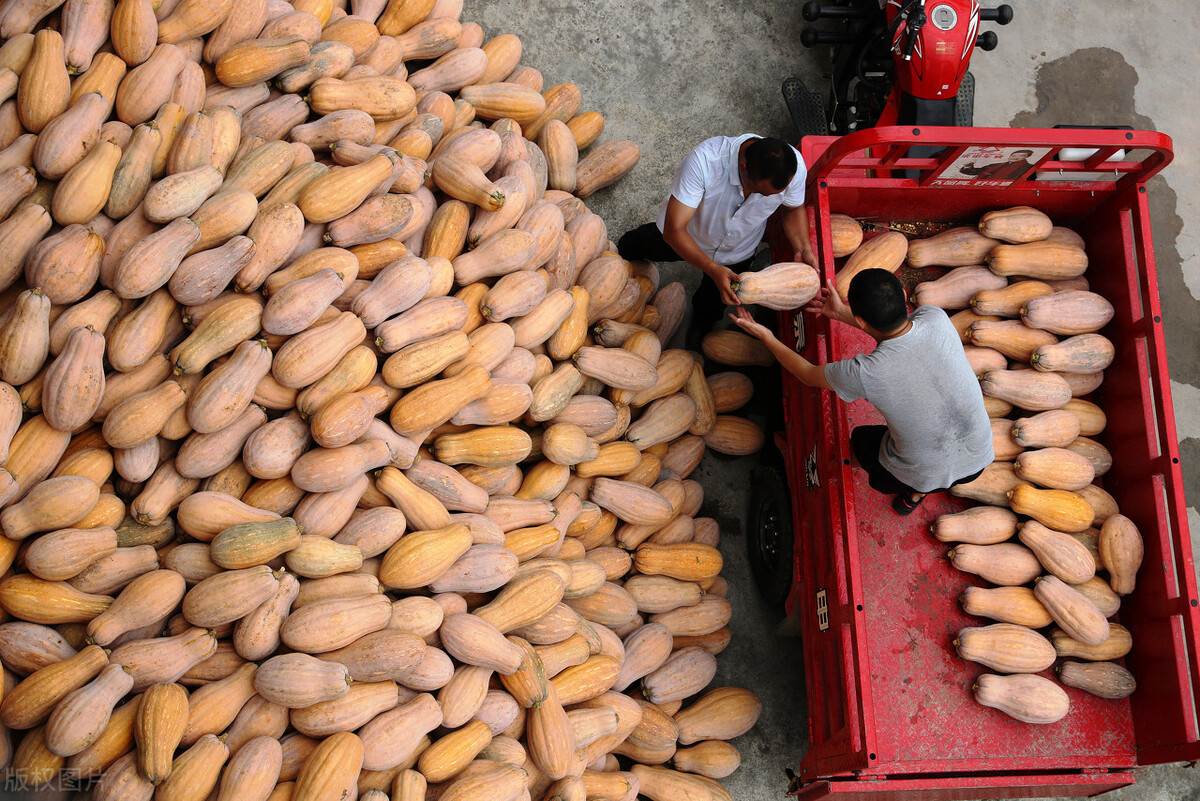 畝產(chǎn)6000公斤的南瓜上市，20年科研他就為打造1個爆款品種