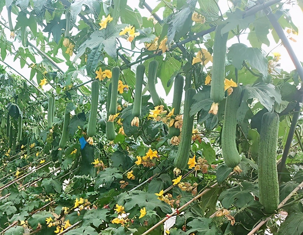 這個(gè)絲瓜畝產(chǎn)可達(dá)8000公斤，菜農(nóng)2021年致富的絲瓜品種