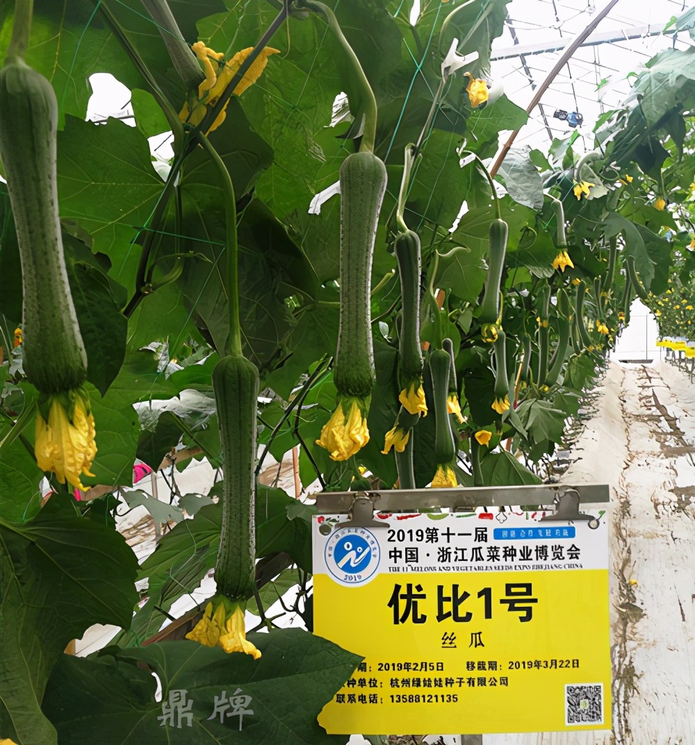 這個(gè)絲瓜畝產(chǎn)可達(dá)8000公斤，菜農(nóng)2021年致富的絲瓜品種