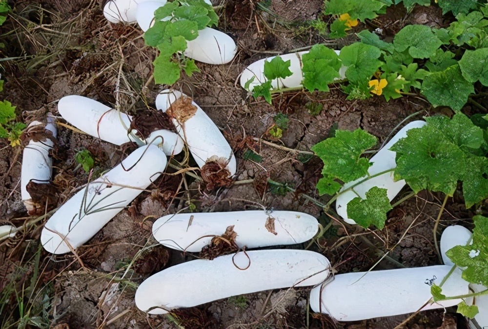 這個冬瓜品種放1年不壞，口感脆甜，多年科研就為打造這1個爆品