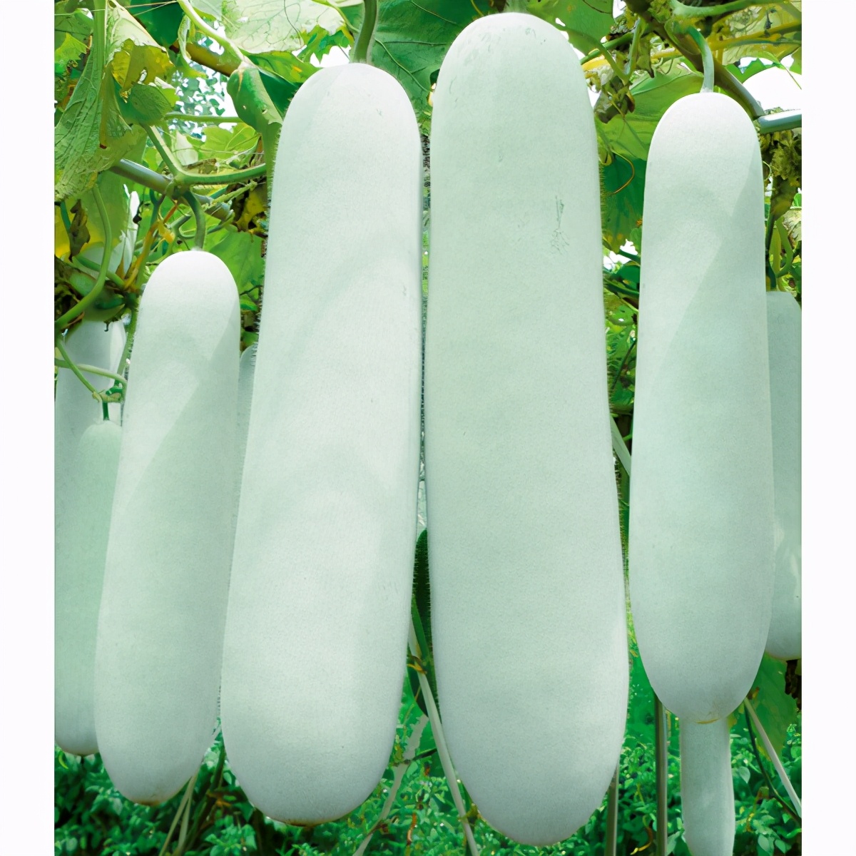 這個冬瓜品種放1年不壞，口感脆甜，多年科研就為打造這1個爆品