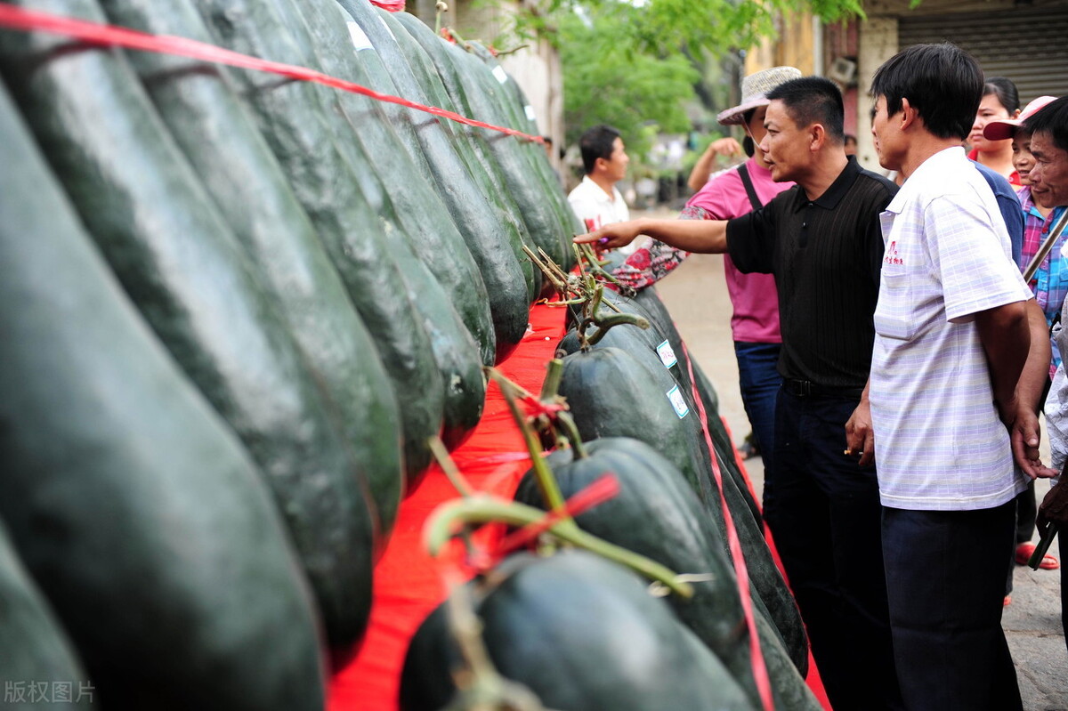 這個冬瓜品種放1年不壞，口感脆甜，多年科研就為打造這1個爆品