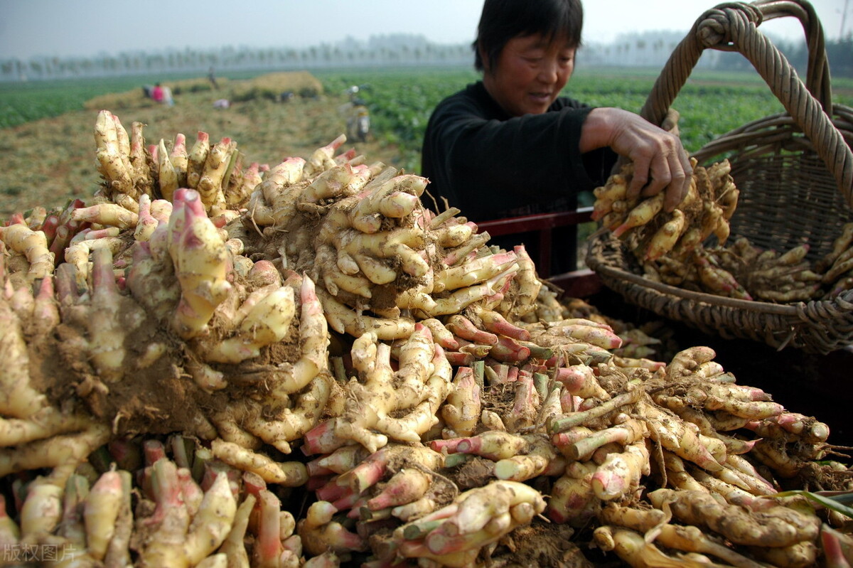 時隔三年，向錢蔥、姜你軍又來了，心動了嗎？來年你會換品種嗎？