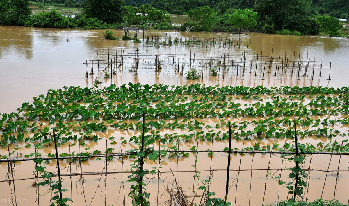 時隔三年，向錢蔥、姜你軍又來了，心動了嗎？來年你會換品種嗎？