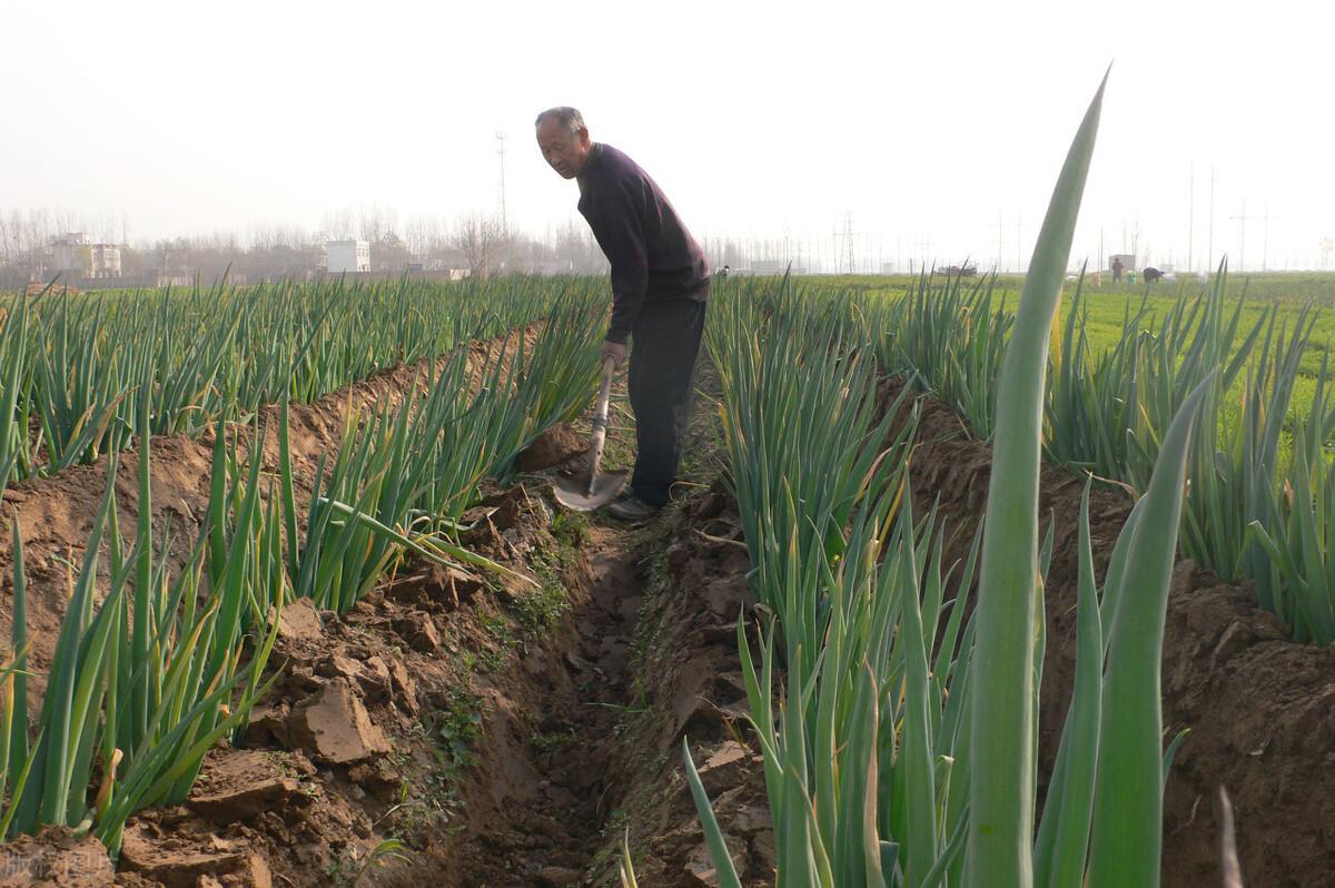 時隔三年，向錢蔥、姜你軍又來了，心動了嗎？來年你會換品種嗎？
