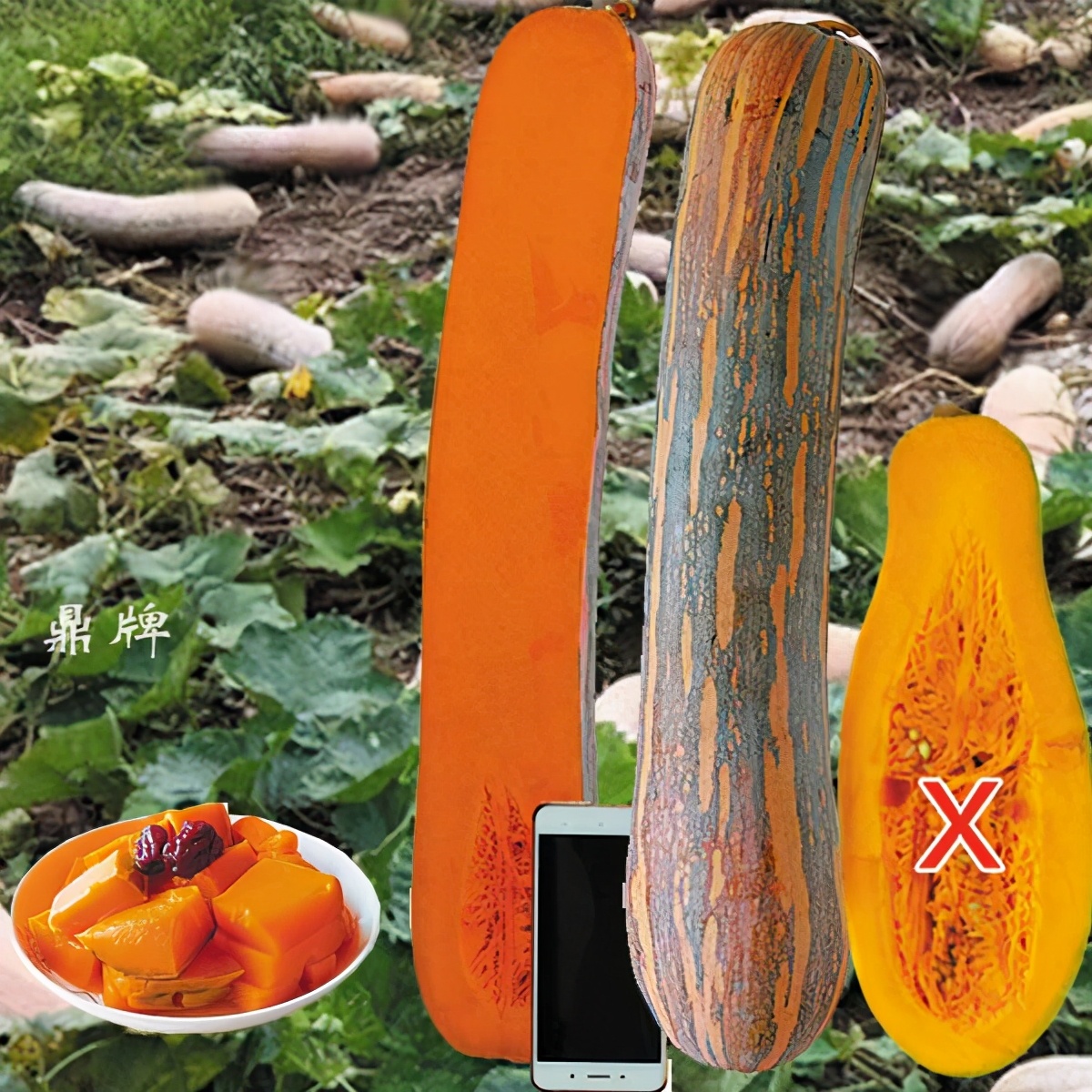 時隔三年，向錢蔥、姜你軍又來了，心動了嗎？來年你會換品種嗎？