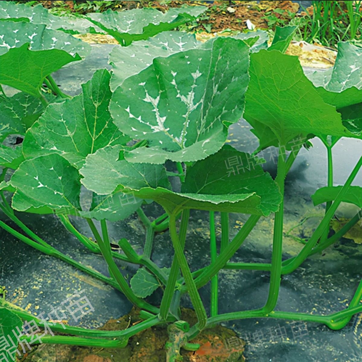 種這種綠葉菜，栽培輕松，畝產(chǎn)值過萬元，菜農(nóng)表示很劃算