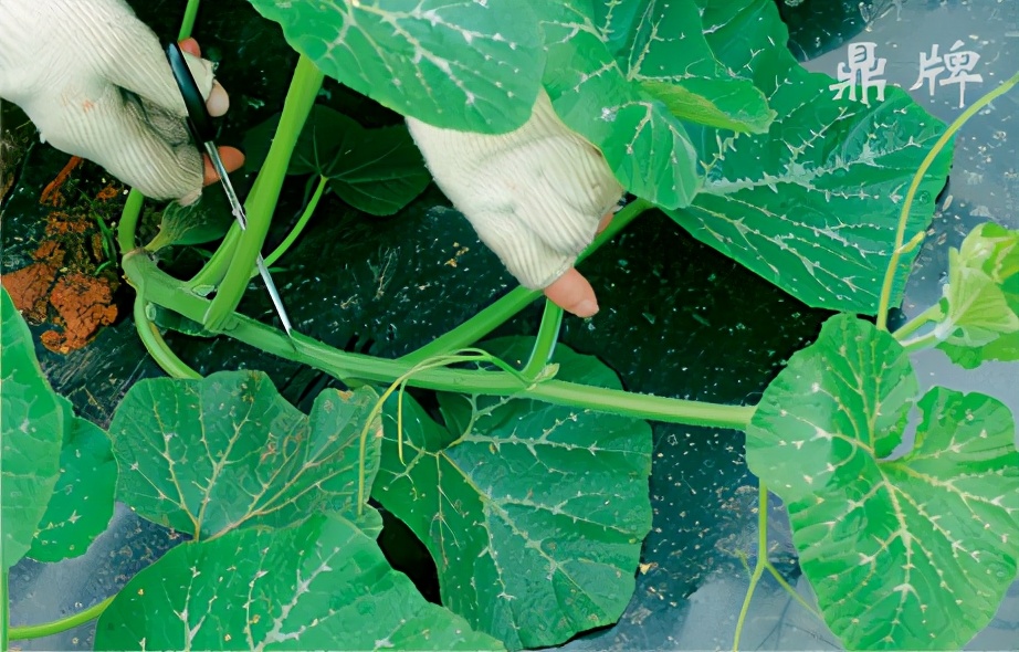 種這種綠葉菜，栽培輕松，畝產(chǎn)值過萬元，菜農(nóng)表示很劃算