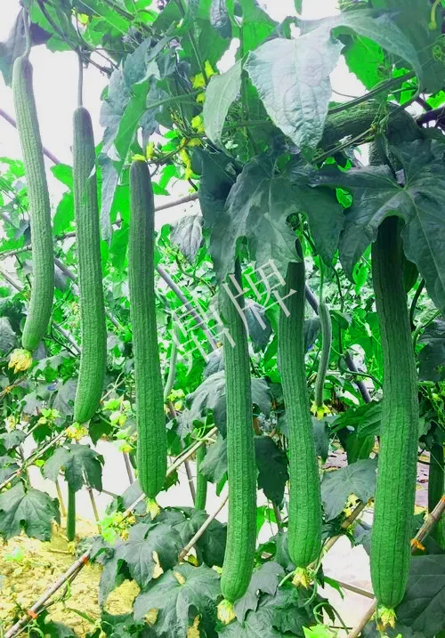 它是絲瓜種植戶的新選擇，節(jié)節(jié)有瓜，瓜長而不彎曲