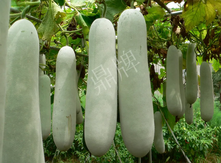 這個(gè)品種太優(yōu)秀了！耐儲(chǔ)耐運(yùn)，適合大面積種植，菜農(nóng)瓜販都喜歡