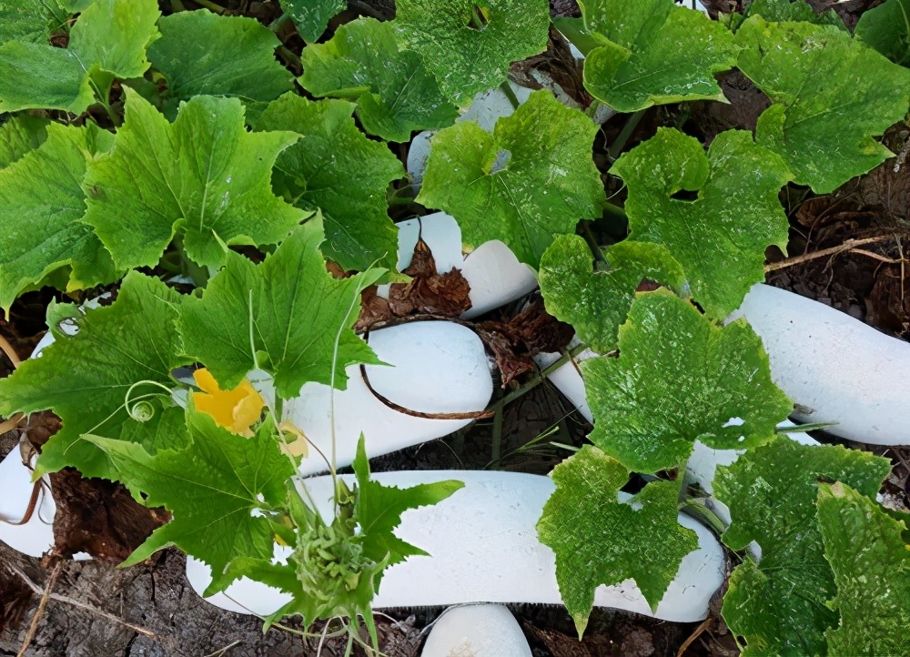 這個(gè)品種太優(yōu)秀了！耐儲(chǔ)耐運(yùn)，適合大面積種植，菜農(nóng)瓜販都喜歡