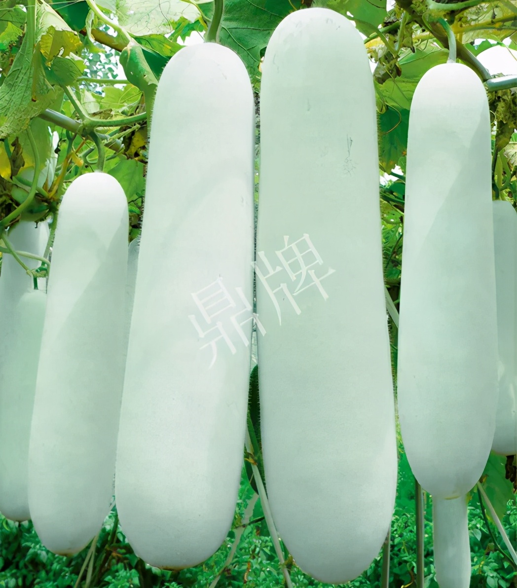 這個(gè)品種太優(yōu)秀了！耐儲(chǔ)耐運(yùn)，適合大面積種植，菜農(nóng)瓜販都喜歡