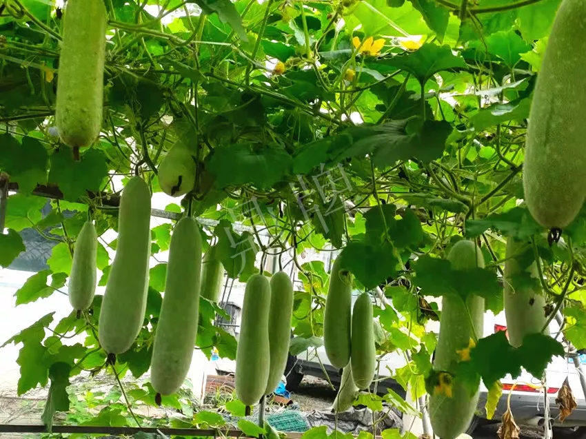 什么品種的冬瓜按個(gè)買？?jī)r(jià)格是同期黑皮冬瓜五倍