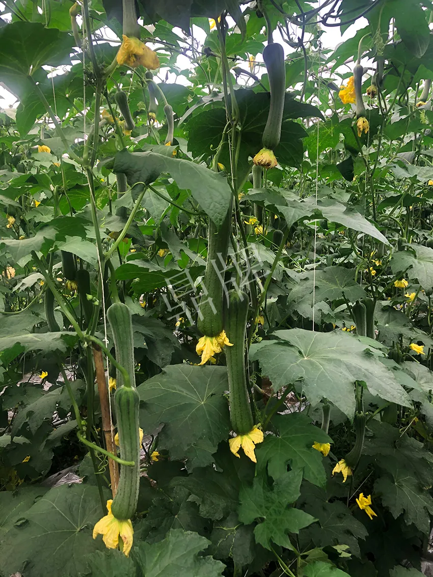 這個絲瓜怎么種都優(yōu)秀！賣價和產(chǎn)量都很高