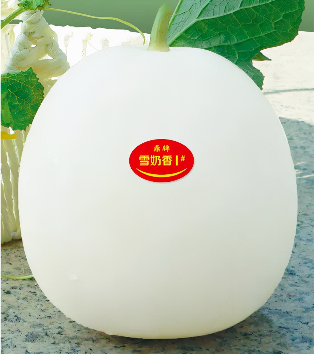 河南焦作的李向林今年種植甜瓜新品種，客戶直接拉貨走人