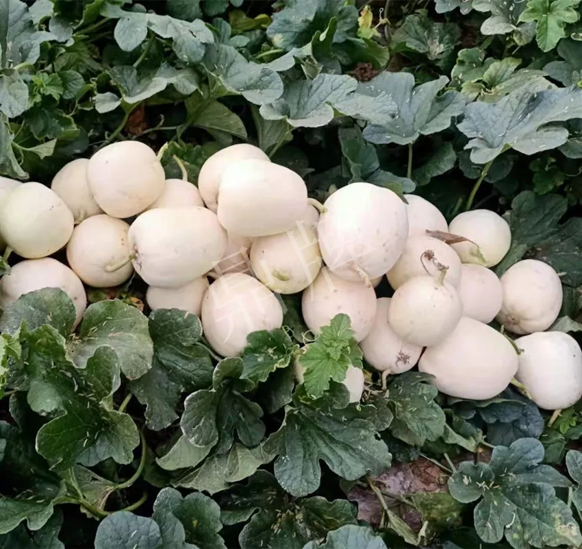 河南焦作的李向林今年種植甜瓜新品種，客戶直接拉貨走人