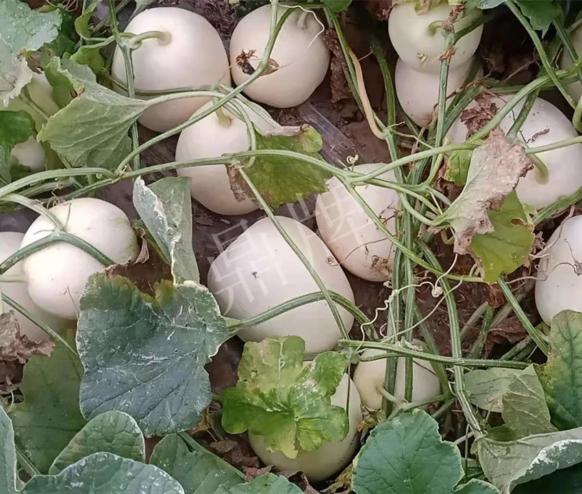 河南焦作的李向林今年種植甜瓜新品種，客戶直接拉貨走人