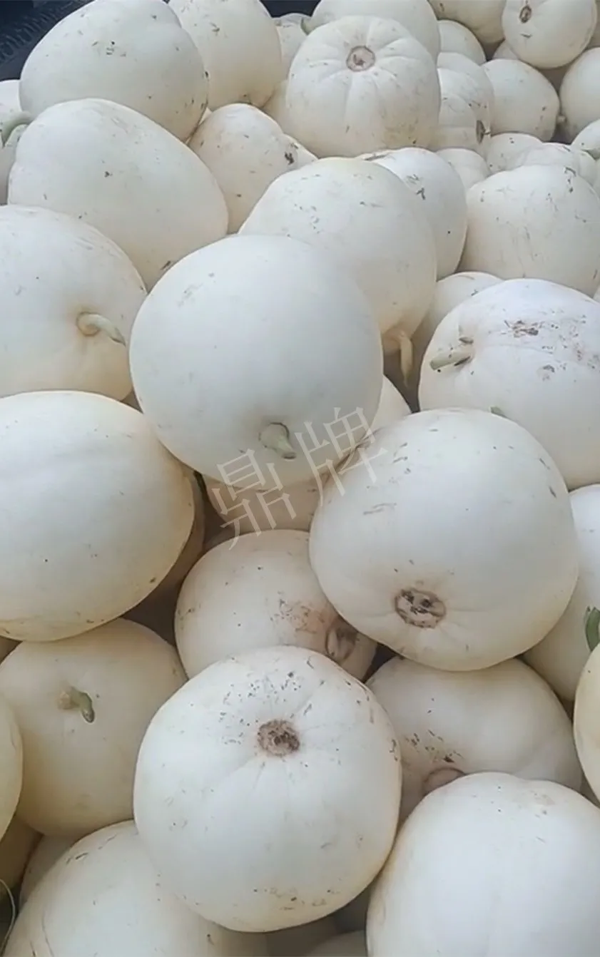 河南焦作的李向林今年種植甜瓜新品種，客戶直接拉貨走人