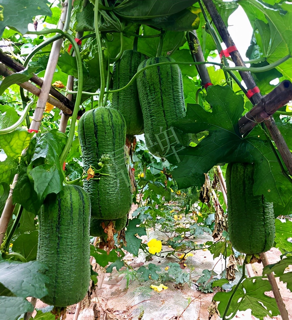 臺州的曾方明試種新品種，畝收入超過6萬元