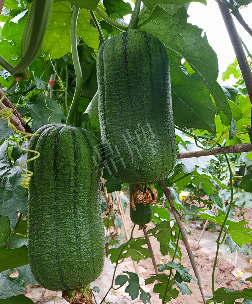 臺州的曾方明試種新品種，畝收入超過6萬元