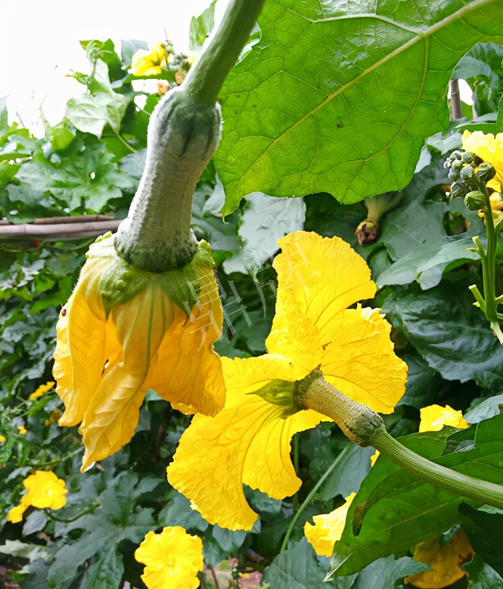 臺州的曾方明試種新品種，畝收入超過6萬元