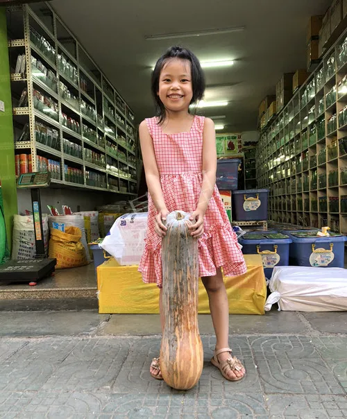 四川農(nóng)戶今年種“健美蜜本”南瓜產(chǎn)量高，品質(zhì)好，感覺巴適得很