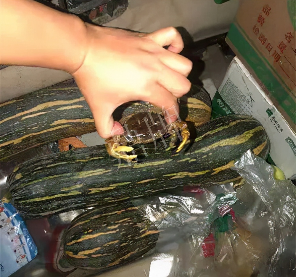 四川農(nóng)戶今年種“健美蜜本”南瓜產(chǎn)量高，品質(zhì)好，感覺巴適得很