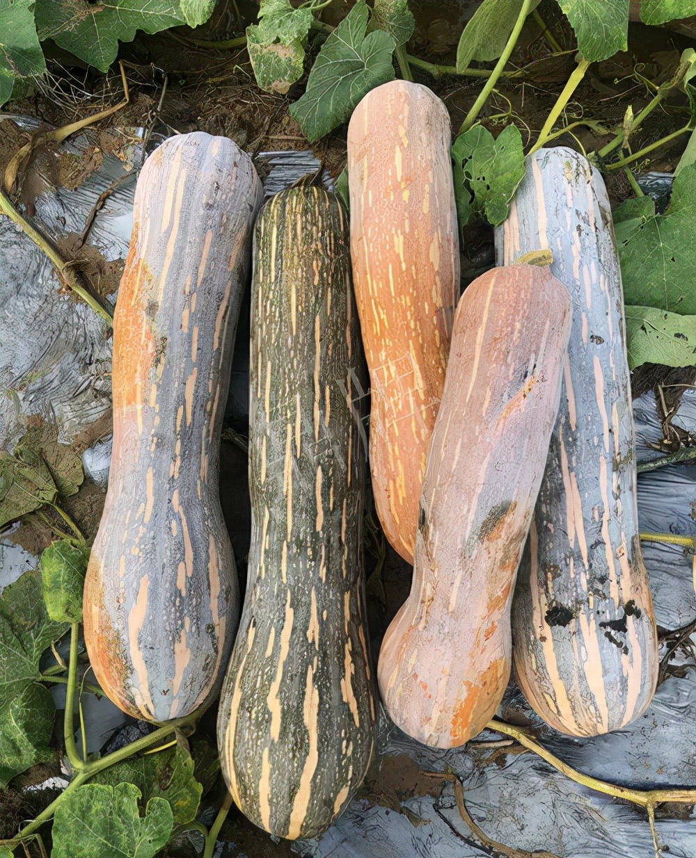 四川農(nóng)戶今年種“健美蜜本”南瓜產(chǎn)量高，品質(zhì)好，感覺巴適得很