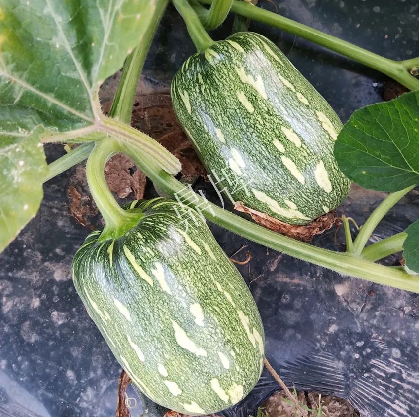 襄陽農(nóng)民“押寶”押對了，這個品種幫他賺了2倍錢