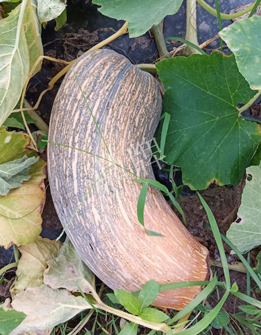 岳陽(yáng)王大年打工多年，選擇回家種南瓜，今年還增加了50畝地