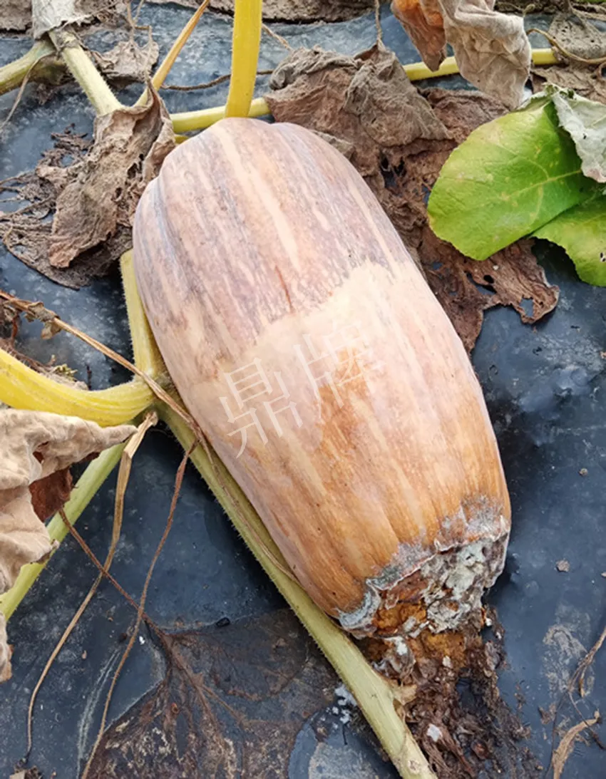 岳陽(yáng)王大年打工多年，選擇回家種南瓜，今年還增加了50畝地