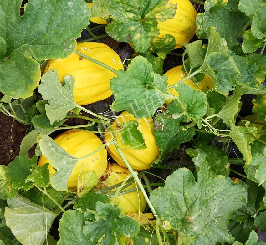 婁底瓜農(nóng)純賺50萬，我這個“張大膽”榮光了一把