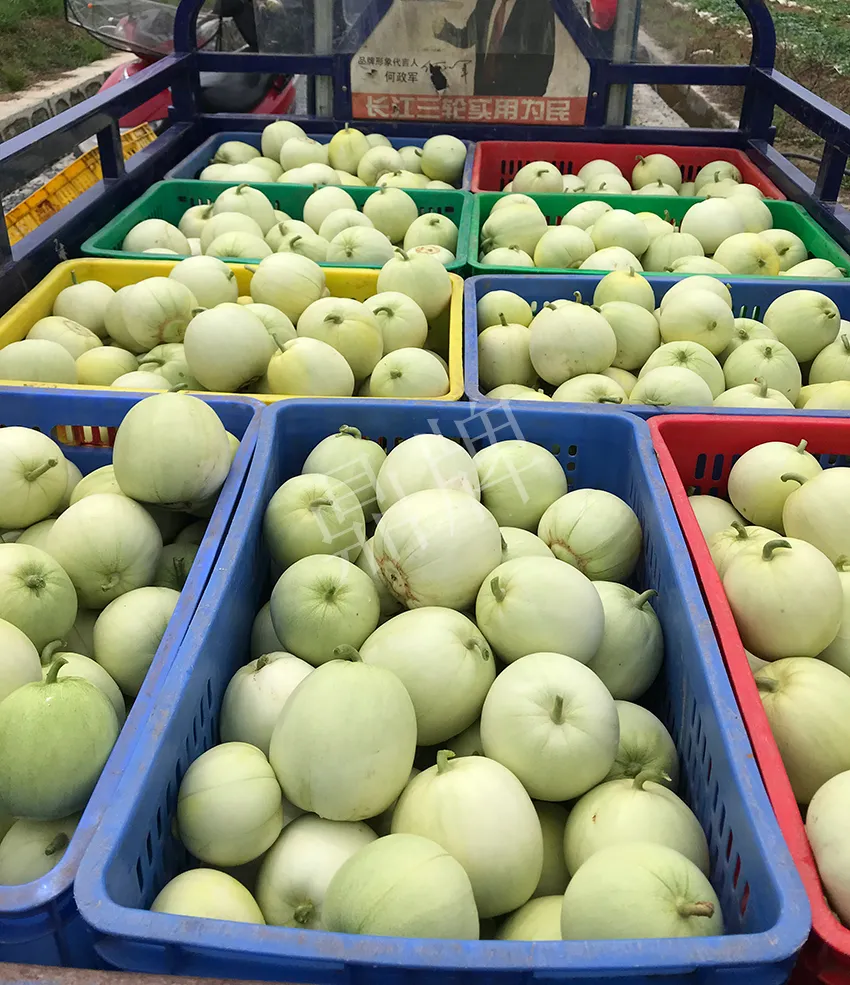 郴州農(nóng)戶種植新品種，果實又香又甜，很好賣