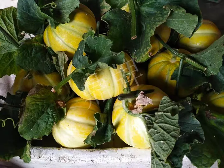 一株坐果15個，6元1斤，好賣得很