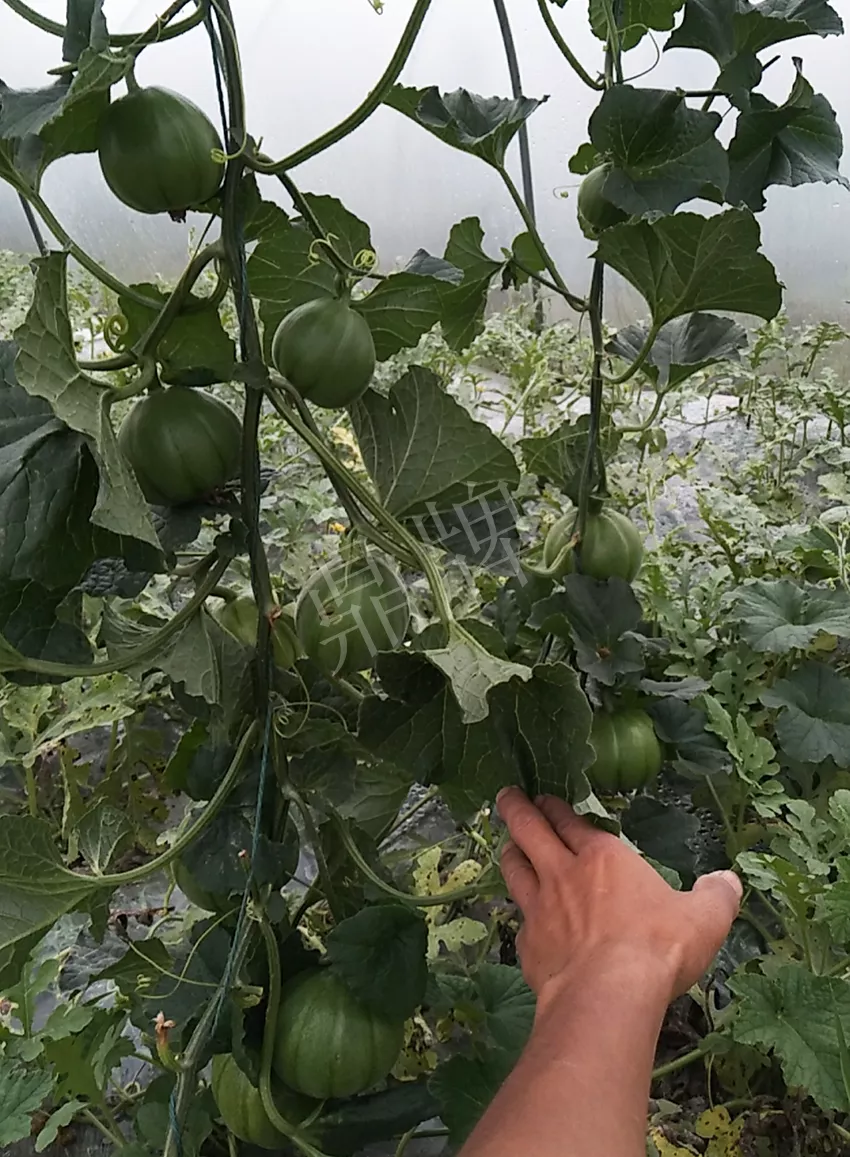 一株坐果15個，6元1斤，好賣得很