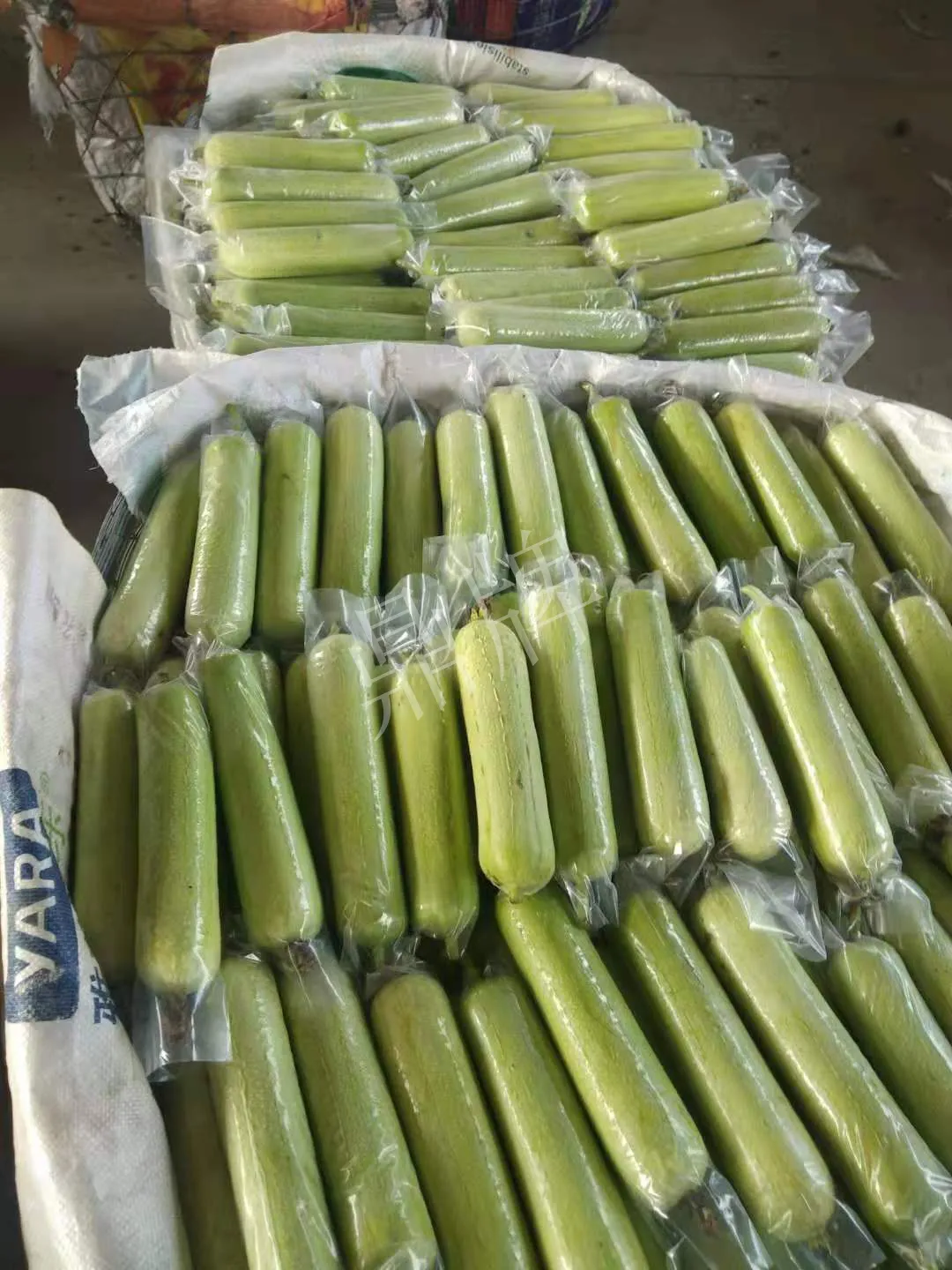 這個(gè)絲瓜每畝能掙3萬，沒種植的農(nóng)戶后悔得拍大腿