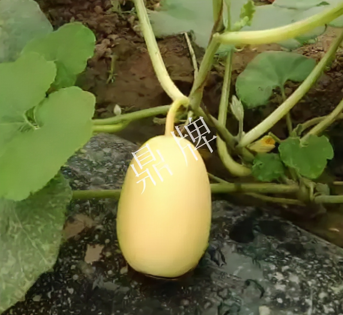 河南3月中旬就上市的“黃金筍瓜”，能買到14元/斤