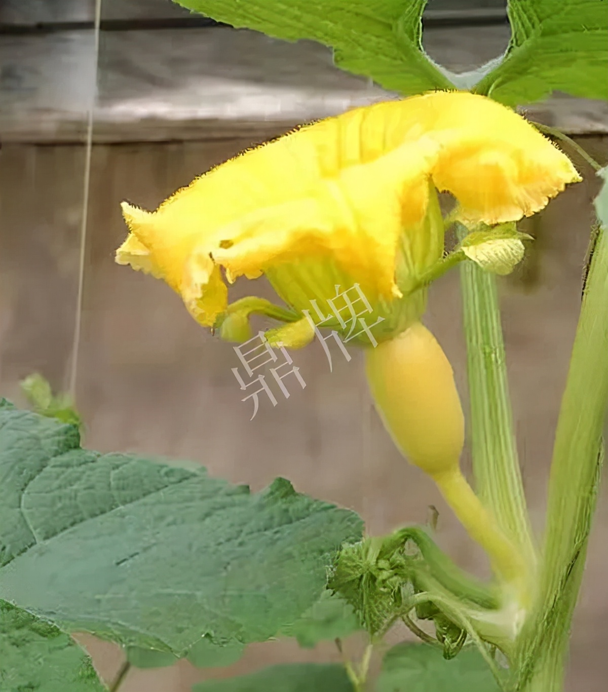 河南3月中旬就上市的“黃金筍瓜”，能買到14元/斤