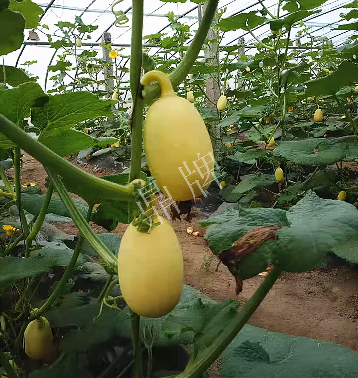 河南3月中旬就上市的“黃金筍瓜”，能買到14元/斤