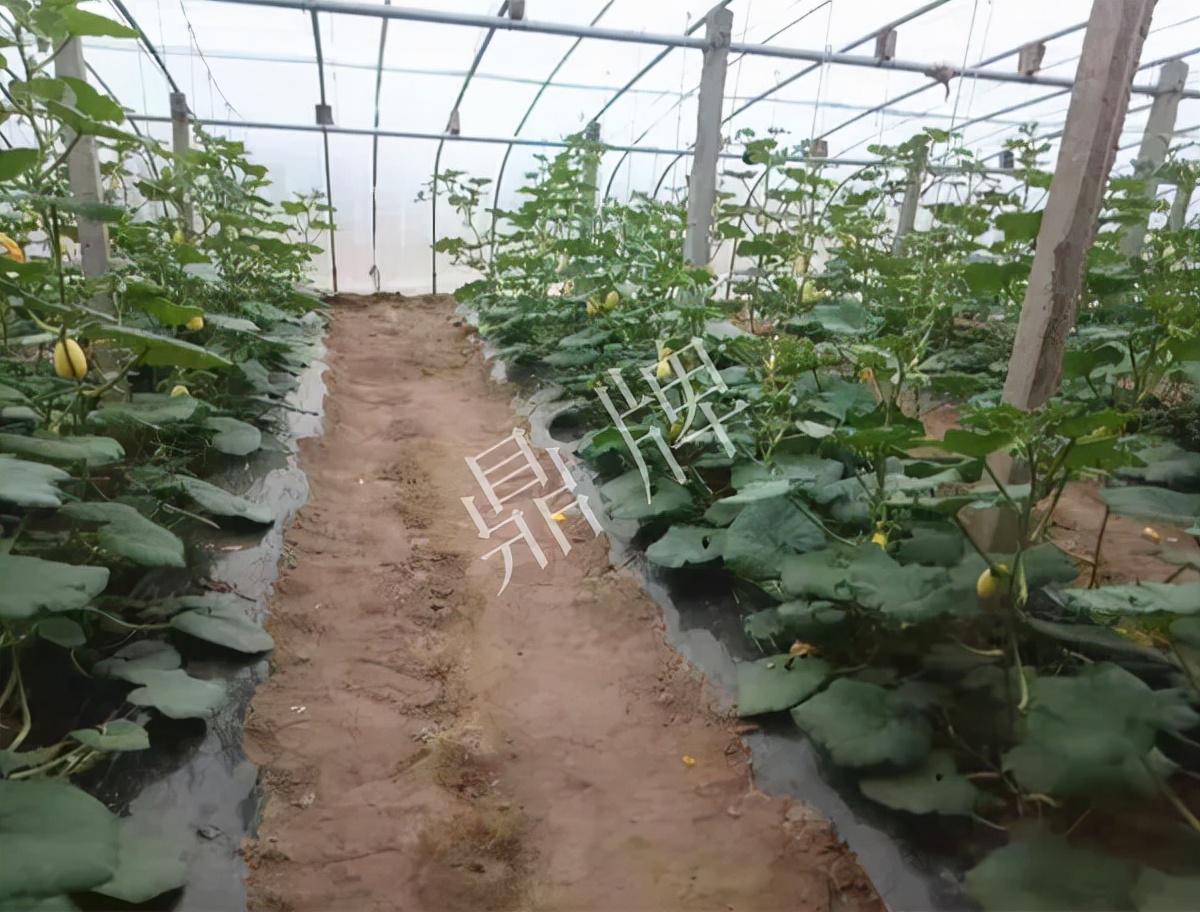 河南3月中旬就上市的“黃金筍瓜”，能買到14元/斤