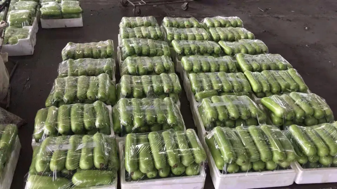 這個品種上市早，價格好！我連續(xù)種了三年，滿意