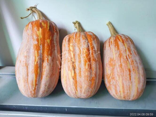 蔬菜種子種植戶客戶點評-去年的南瓜，放到現(xiàn)在還完好！能賣什么價？