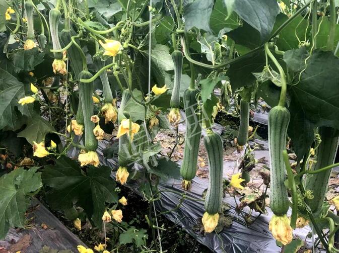 蔬菜種子種植戶客戶點評-這個絲瓜品種，找不到競爭對手……