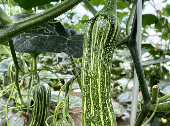 蔬菜種子種植戶客戶點評-打破常規(guī)，我的南瓜賣7元1斤……