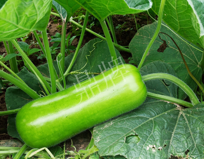 蔬菜種子種植戶客戶點評-牛逼！我露地栽培的瓠瓜，比別人大棚的還早上市！