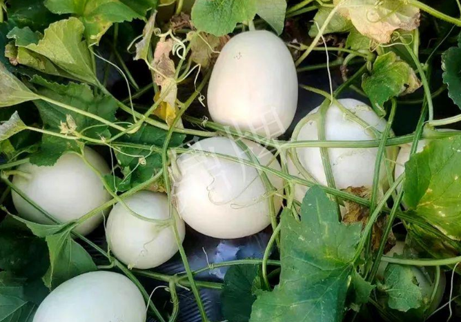 蔬菜種子種植戶客戶點評-巴適，巴適，這個甜瓜太巴適了！