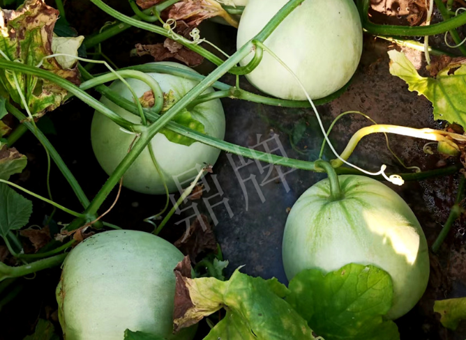 蔬菜種子種植戶客戶點(diǎn)評-種植這個品種，謹(jǐn)防小偷?。?！