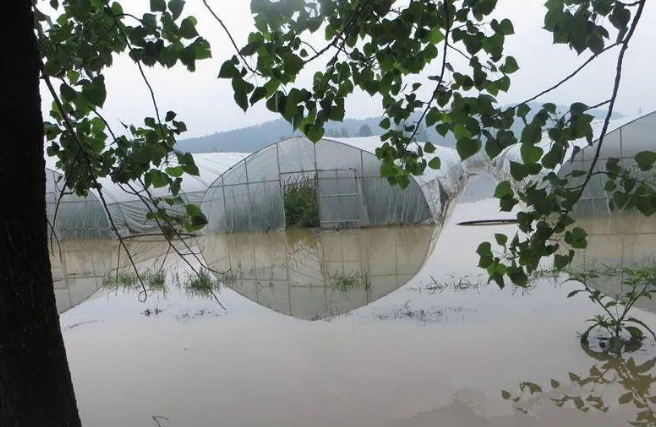 蔬菜種子種植戶客戶點評-可惜了！我的甜瓜被水淹了，還有救嗎？